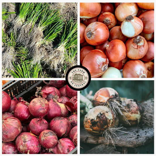 Fresh Long Day Onion bundle from The Farm On Central, featuring vibrant, healthy onions with green tops and roots attached.