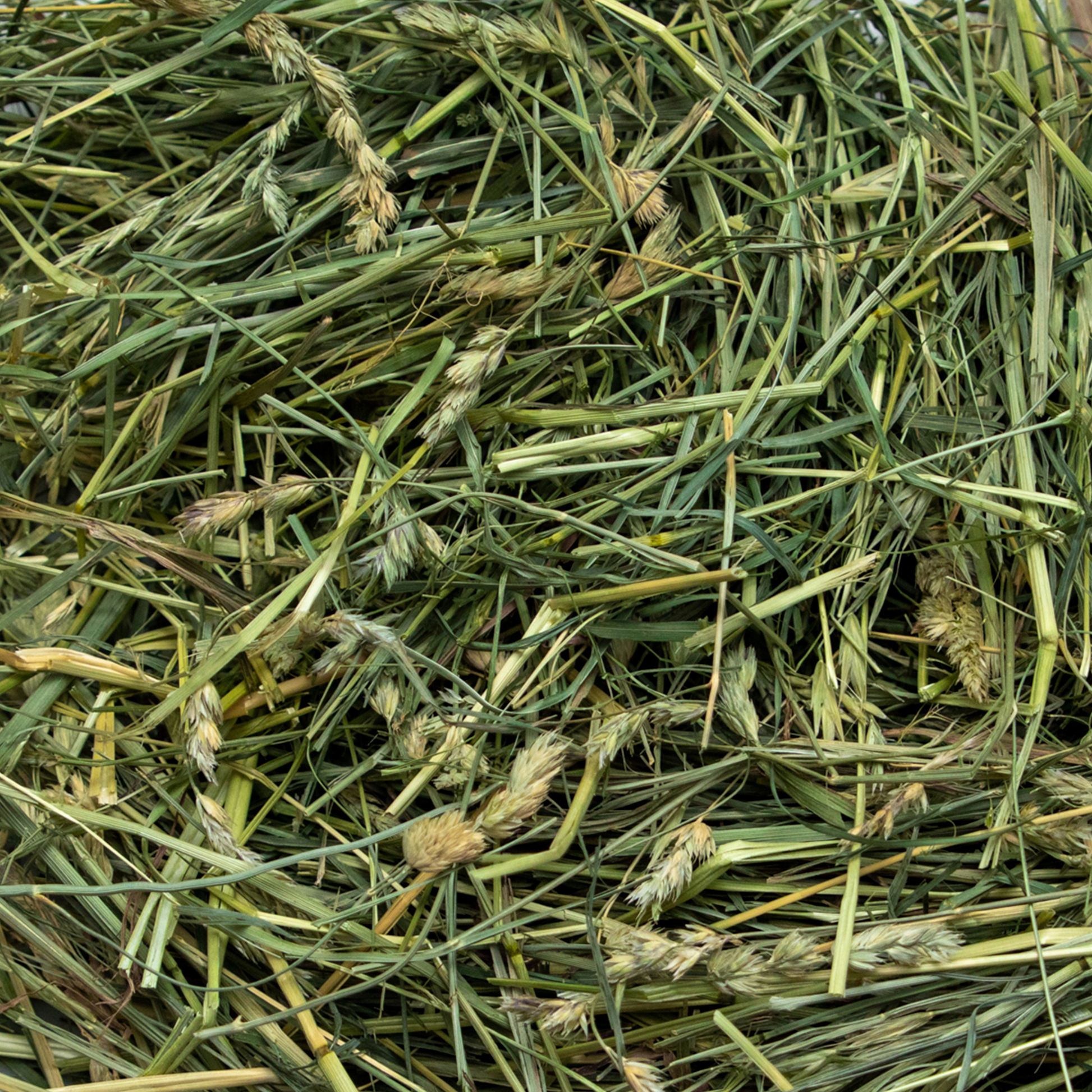 Coarse Orchard Grass hay from Rabbit Hole Hay, ultra premium rabbit hay in a natural, lush green bundle.