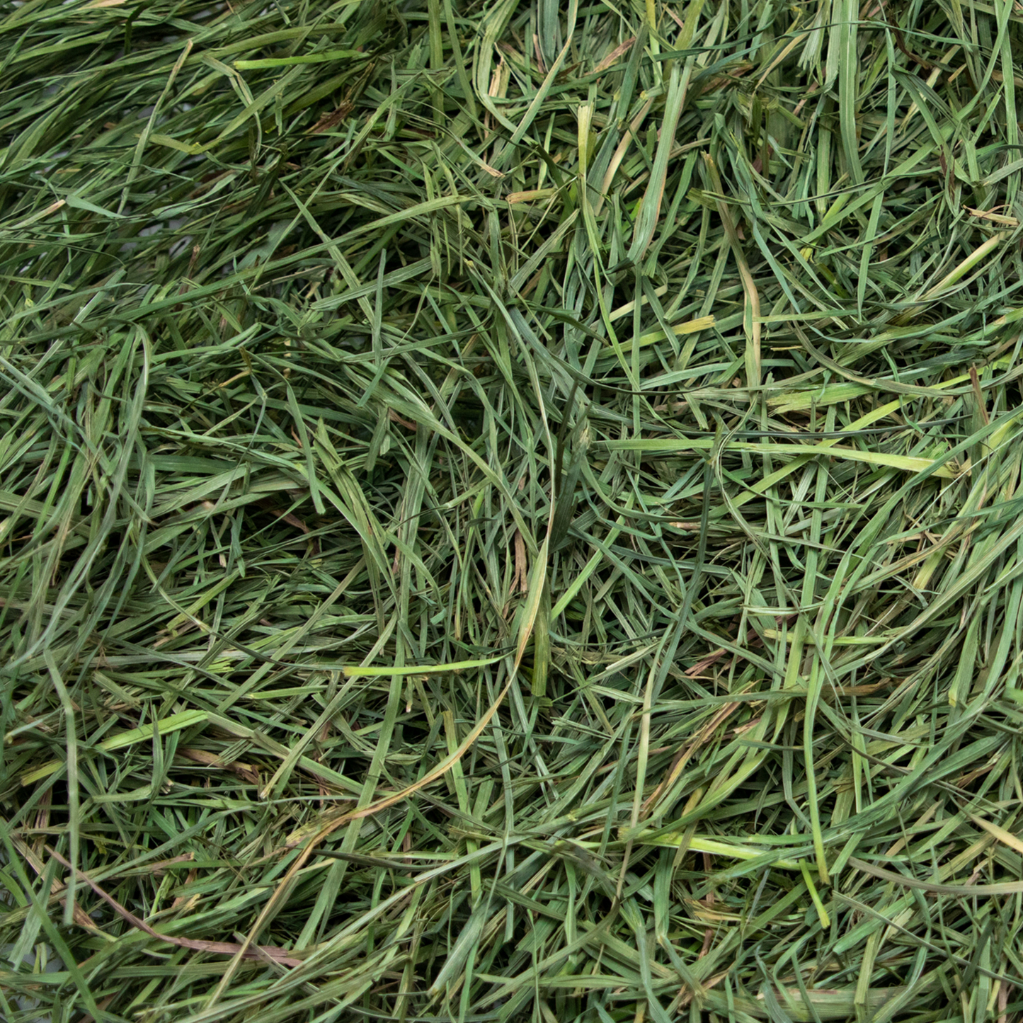 Close-up of Rabbit Hole Hay Ultra Premium Soft Orchard Grass hay, showing lush, green, soft orchard grass strands for small animals.