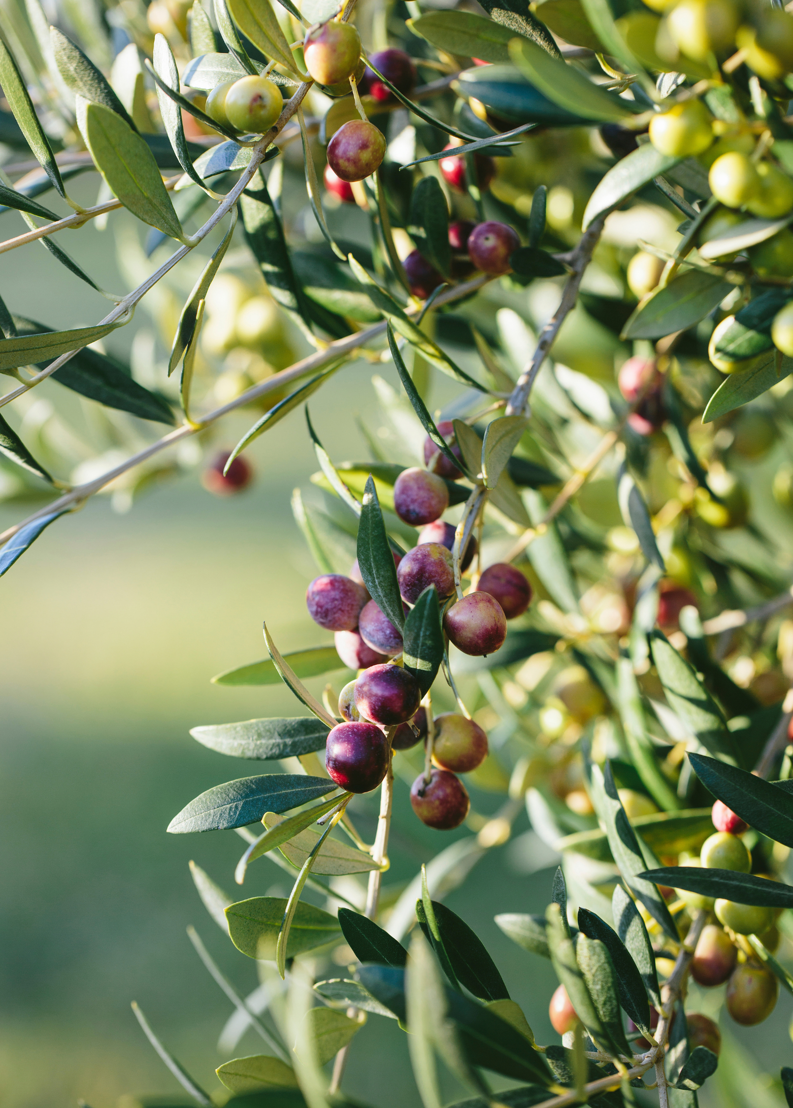 Healthy Olive 'Arbequina' tropical fruit tree by Sow Exotic, showing lush green leaves and young branches in a natural setting.