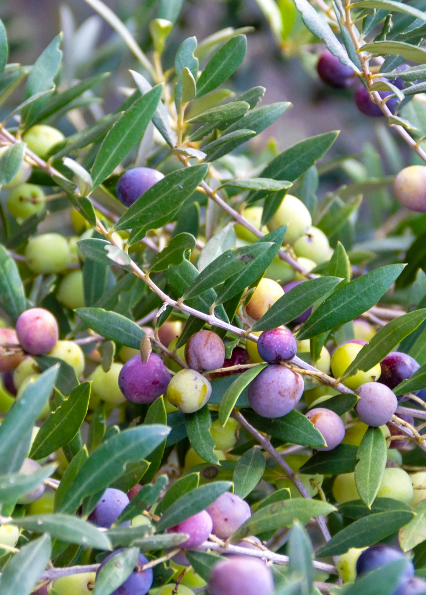 Healthy Olive 'Arbequina' tropical fruit tree by Sow Exotic, showing lush green foliage and young branches.