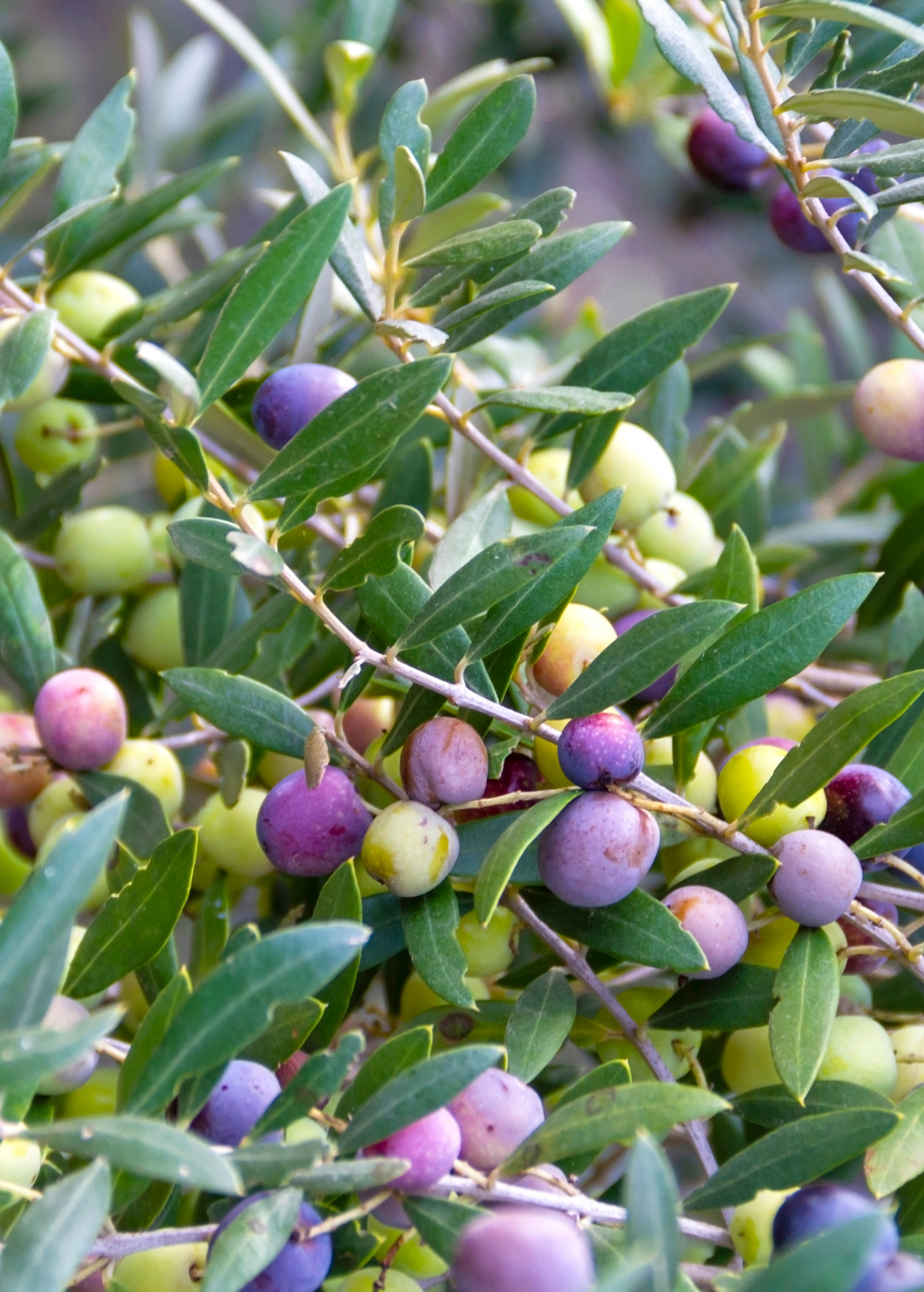 Healthy Olive 'Arbequina' tropical fruit tree by Sow Exotic, showing lush green foliage and young branches.