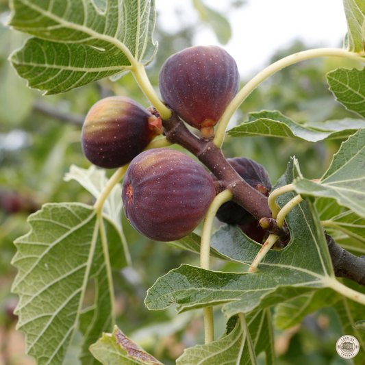 Olympia Hardy Fig plugs from The Farm On Central, showcasing fresh, ripe figs with green and purple skin on a rustic background.