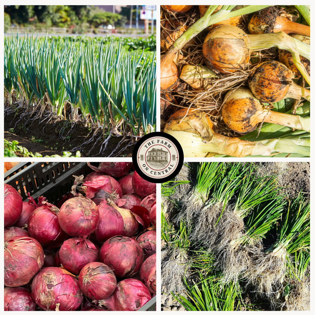 Red Rock Onion Plants from The Farm On Central, showing healthy, green onion plants suitable for short to intermediate day growing conditions.