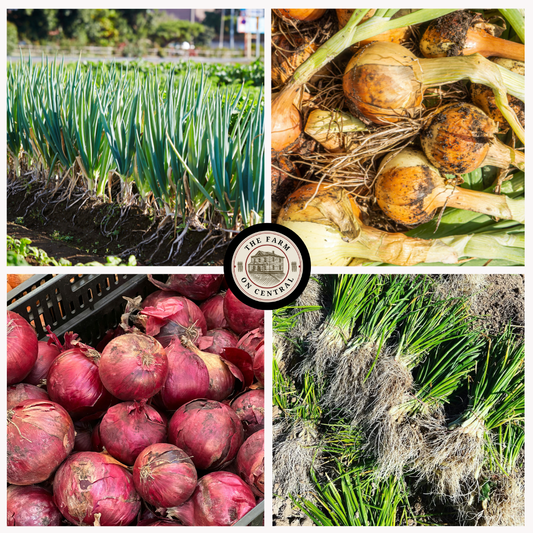 Intermediate day-neutral hybrid onion plants from The Farm On Central, showing healthy green onion seedlings ready for planting.