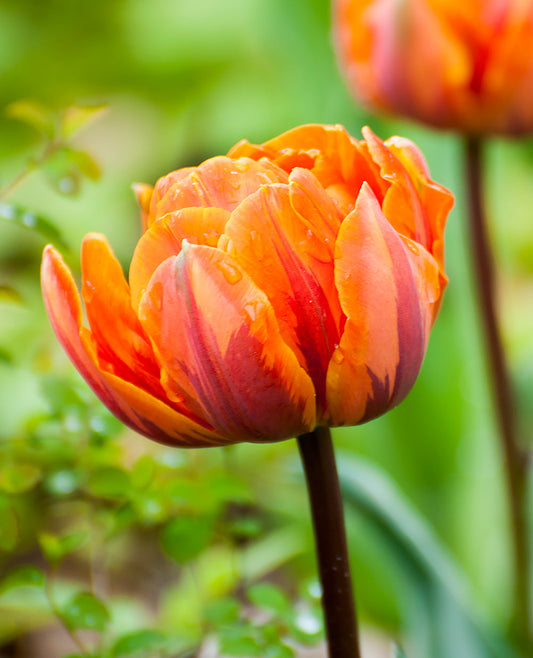 Orange Princess Double Late Tulip bulbs from BloomingBulb, showcasing vibrant orange double tulip flower buds ready to bloom.