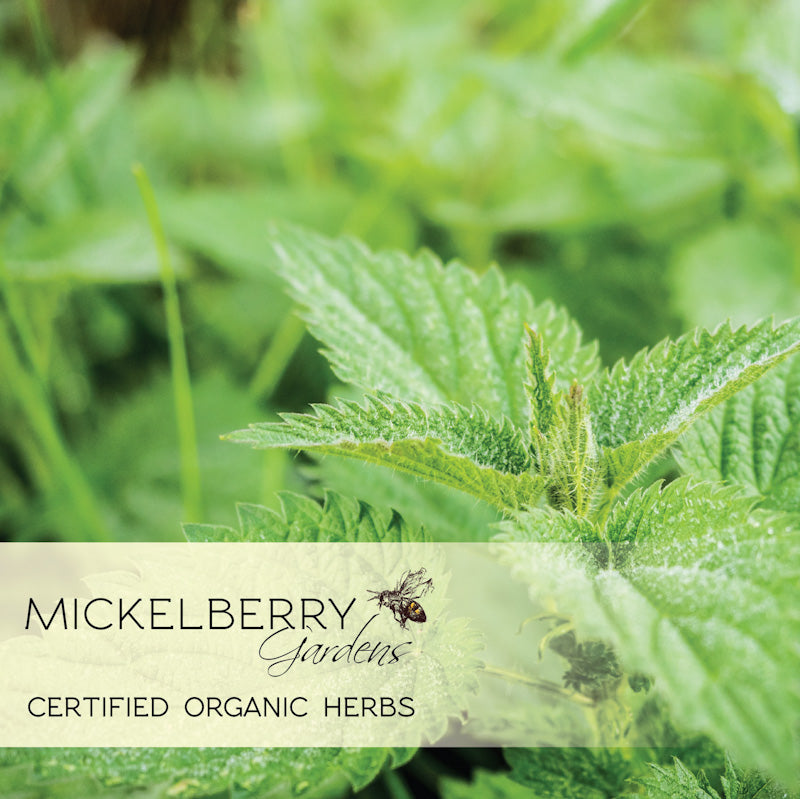 Organic stinging nettle leaf used in Mickelberry Gardens Pollen Honey Tonic, showcasing fresh, green herbal ingredients.