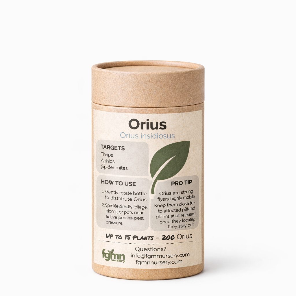 Bottle of FGMN Nursery Orius insidiosus beneficial insect treatment for pest control, shown in a clear plastic container.