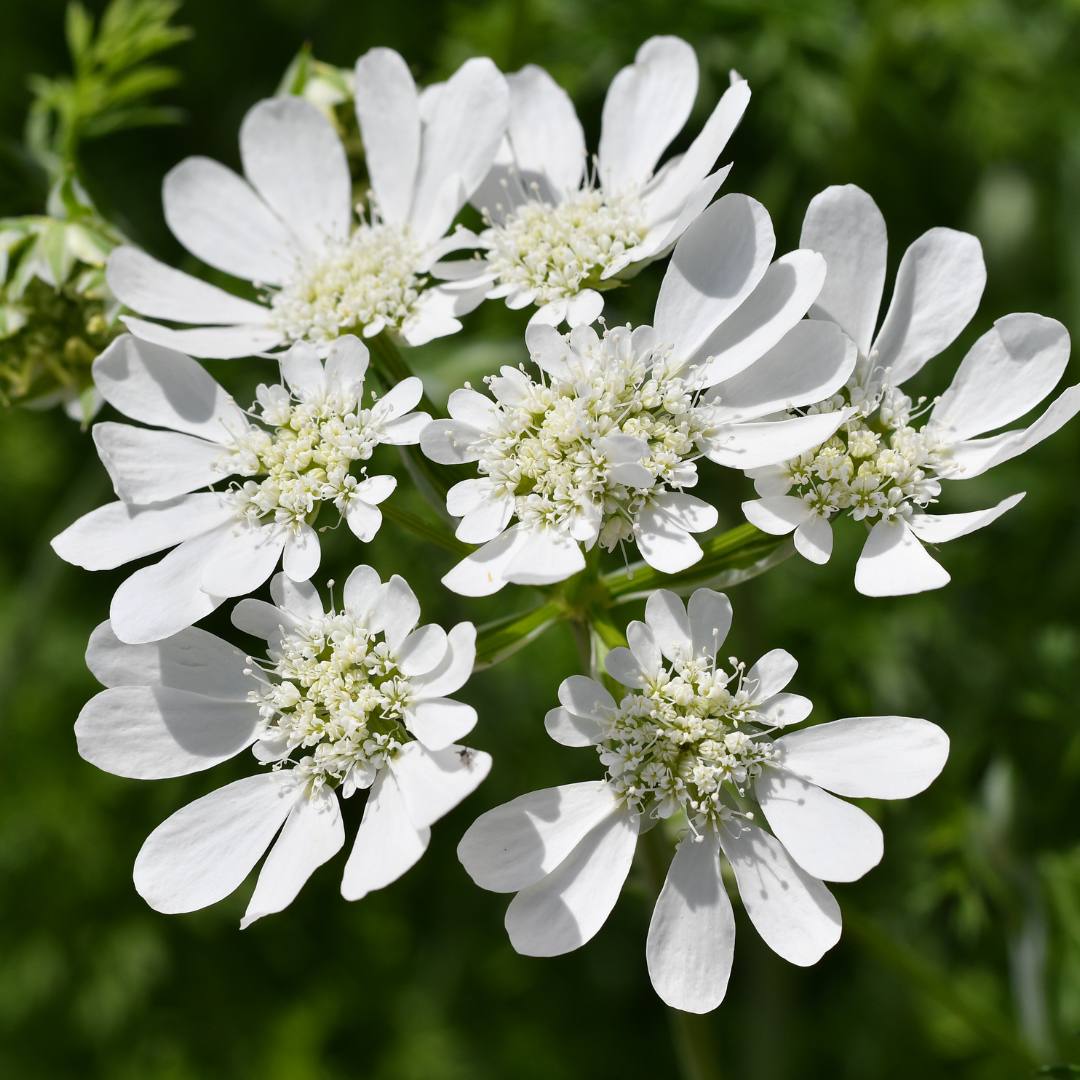 Orlaya seeds from John's Plant Adventures, displaying small white flower seeds for gardening or planting.