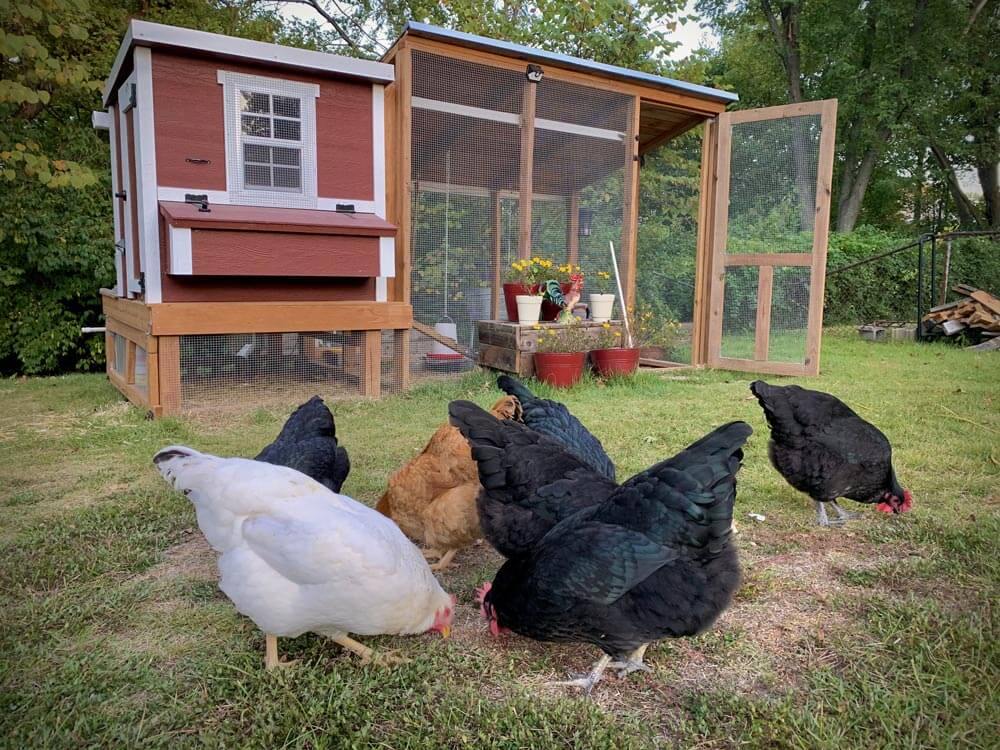 Close-up of OverEZ Medium Chicken Coop with built-in run, designed to house up to 10 chickens. Durable and easy to access.