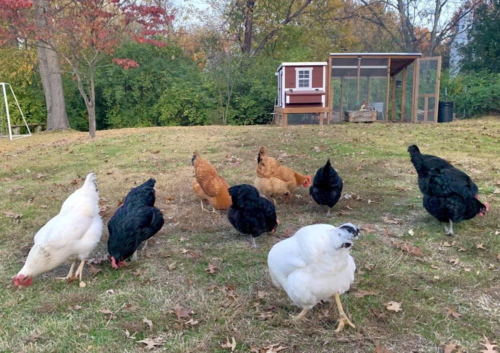 OverEZ medium chicken coop with attached homemade run, designed for up to 10 chickens, featuring a sturdy wooden structure.