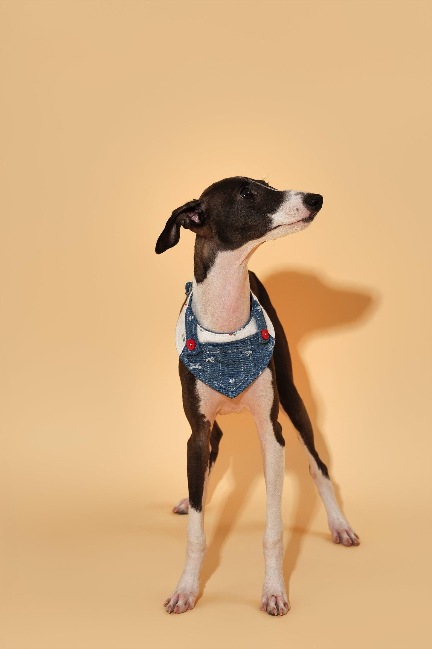 Reversible denim cherry pet bandana by BarkBarkBaby, showcasing stylish cherry print on soft fabric for dogs or cats.