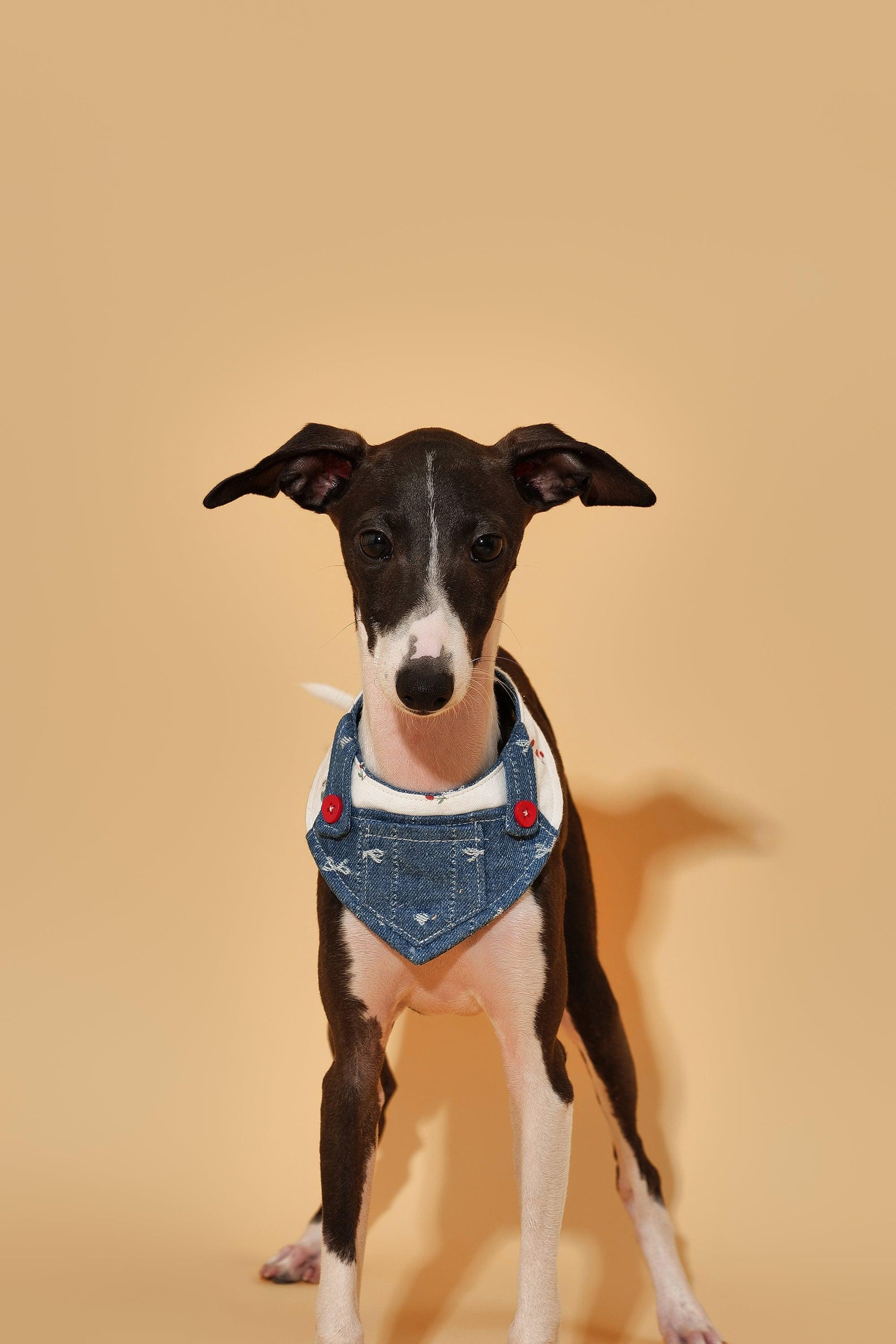 Reversible denim cherry pet bandana by BarkBarkBaby featuring a stylish, colorful design perfect for dogs.