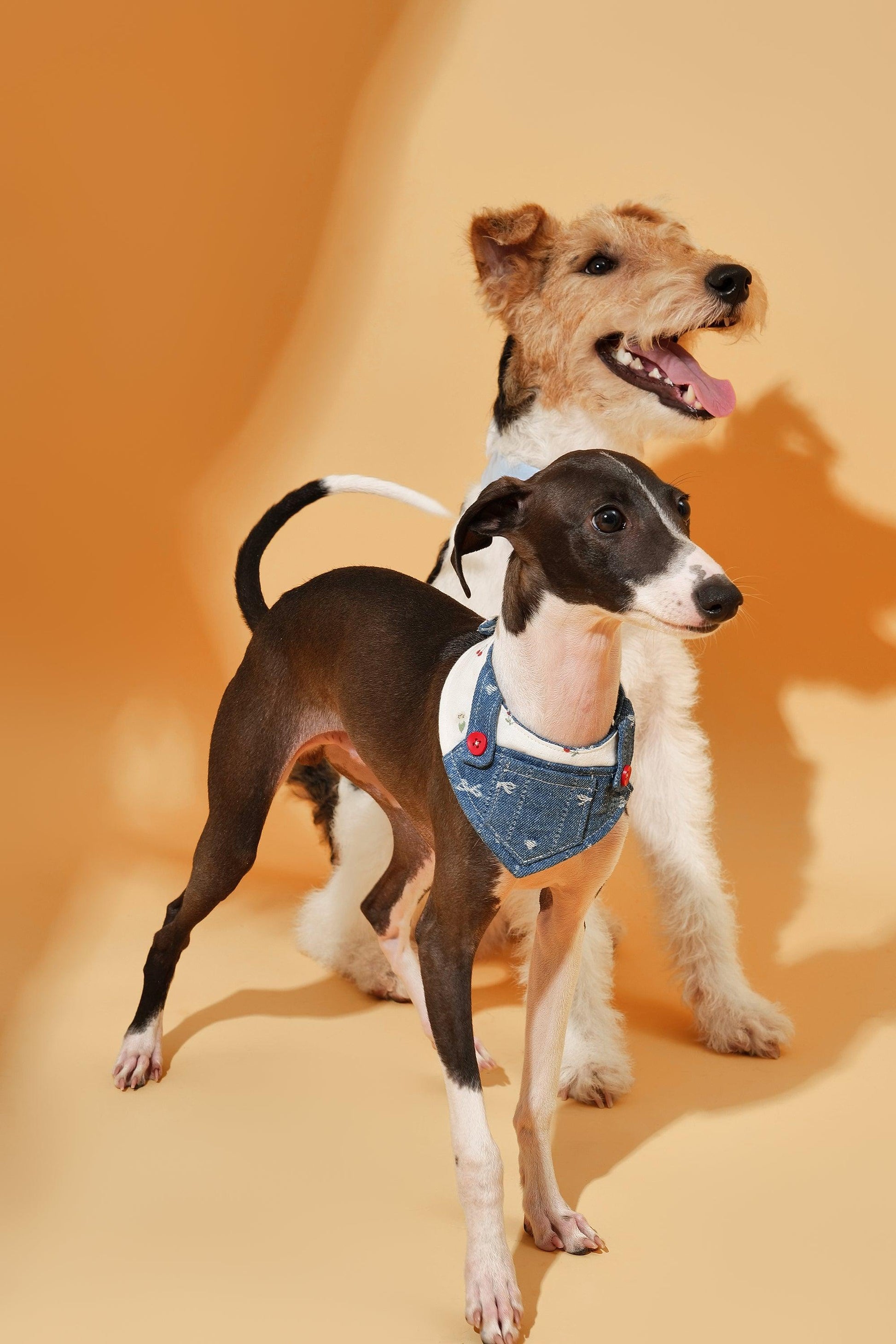 Reversible denim cherry pet bandana by BarkBarkBaby, featuring a stylish cherry print on soft denim fabric.
