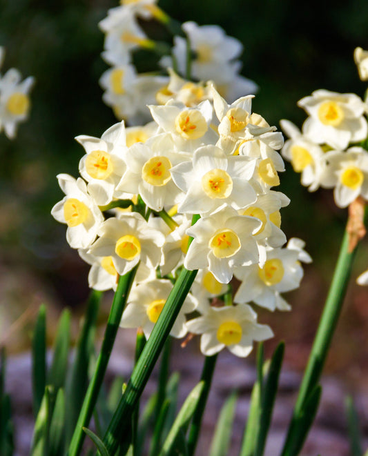 Chinese Sacred Lily Paperwhites bulbs from BloomingBulb, showing fresh white flower bulbs ready for planting.