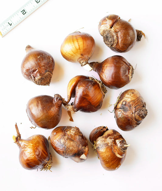 BloomingBulb Ziva Paperwhite bulbs, a set of 10 ready for planting, with white blossoms and green foliage.
