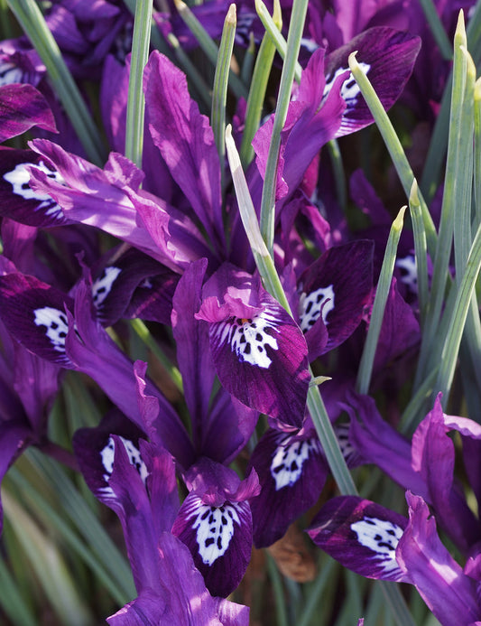BloomingBulb Pauline Dwarf Iris reticulata bulbs, small flowering bulbs with vibrant purple blooms, shown in a garden setting.