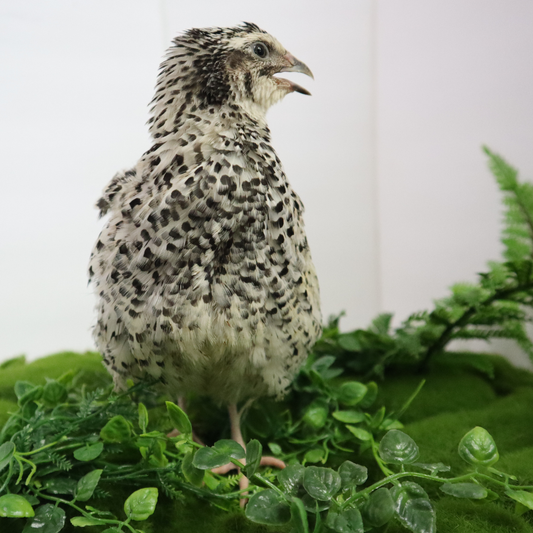 Fertile pearl pansy quail hatching eggs from Quailz.com, arranged in a carton ready for incubation.