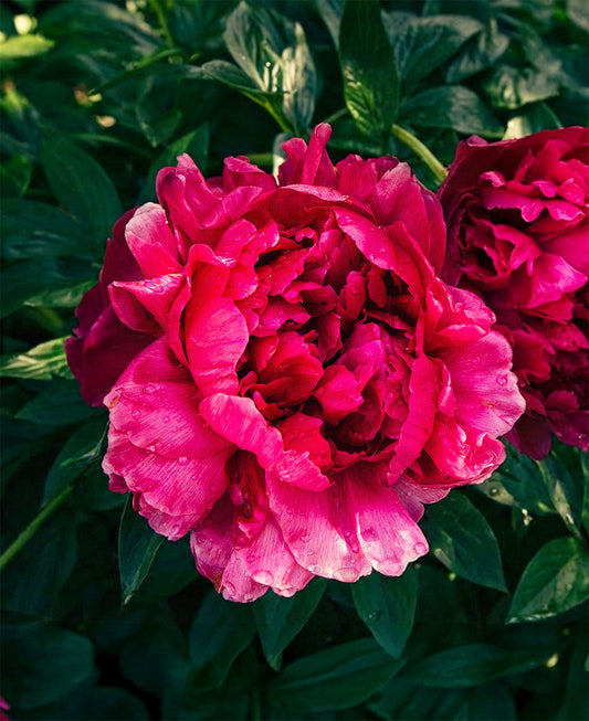 BloomingBulb Big Ben Peony root division showing vibrant pink blossoms and lush green foliage in a garden setting.