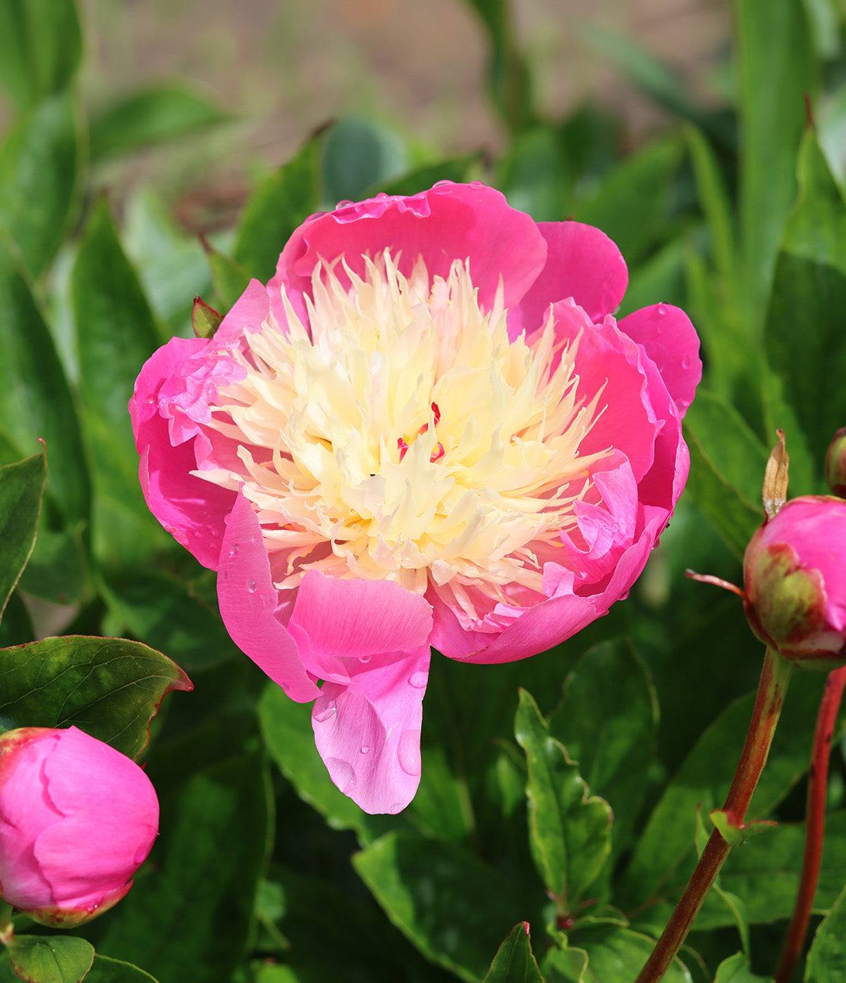 Peony Bowl of Beauty by BloomingBulb showing a vibrant pink flower with lush green foliage, fresh root division for planting.