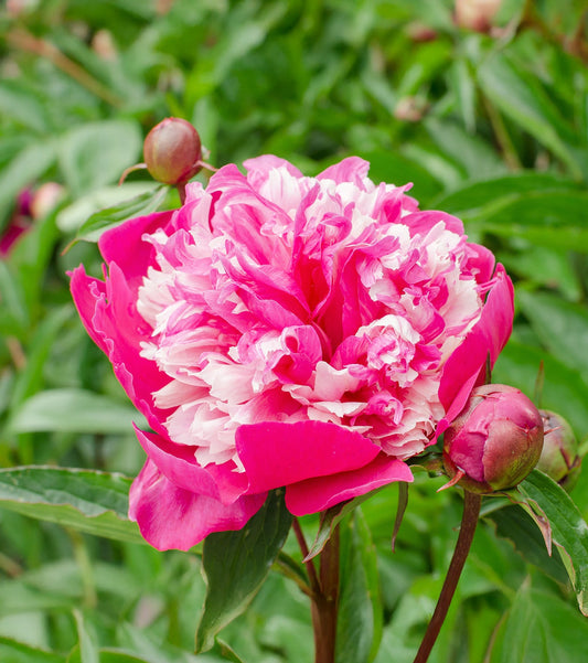 Peony Celebrity variety, 1 root division, with lush green leaves and healthy buds, from BloomingBulb.
