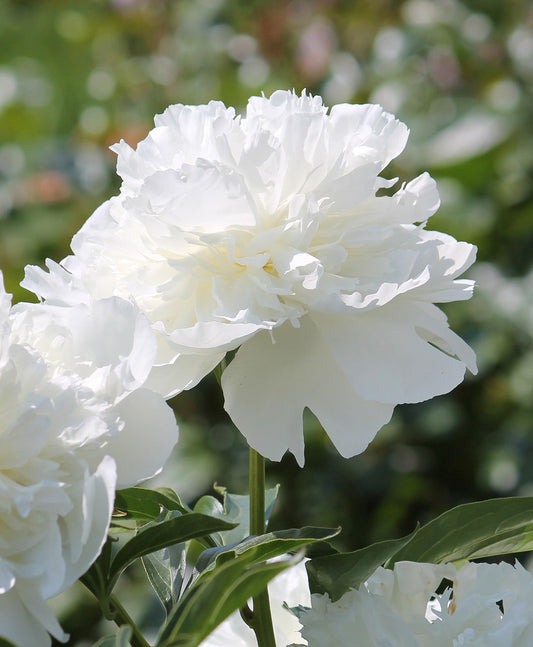 BloomingBulb Duchess De Nemours peony root division with lush pink blossoms and green foliage.