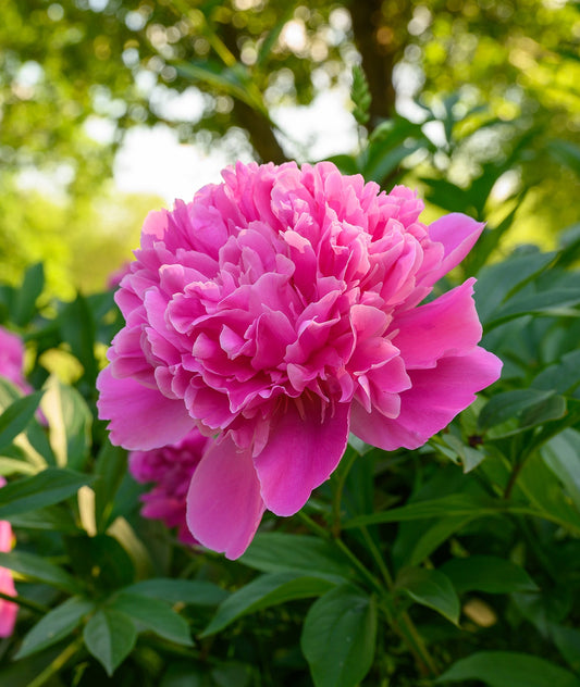 Edulis Superba peony root division by BloomingBulb, showing healthy pink flower buds and lush green foliage.