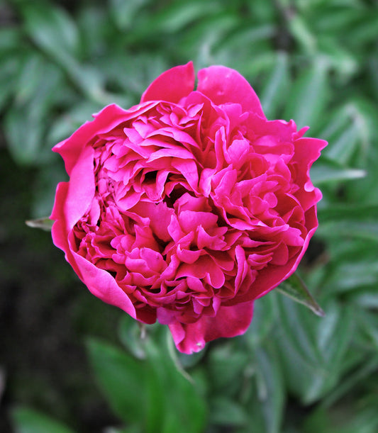 Peony Felix Crousse root division from BloomingBulb showing lush green foliage and healthy root system.