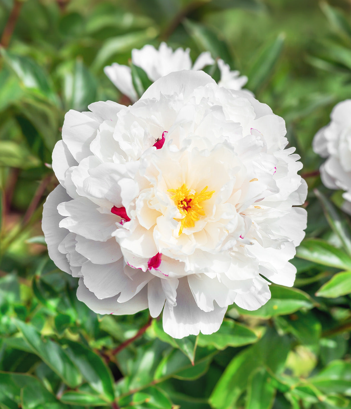 Festiva Maxima Peony - 1 root division