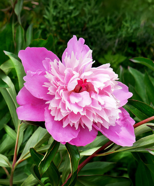 Gay Paree Peony root division from BloomingBulb, showing lush green foliage and healthy root system ready for planting.