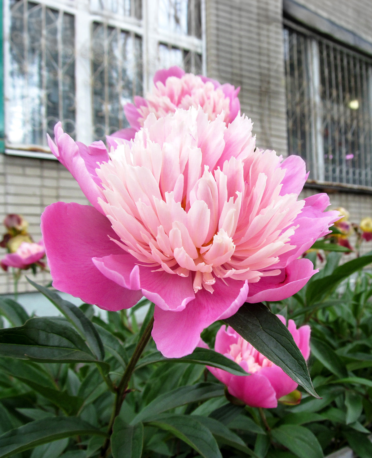 Gay Paree Peony - 1 root division