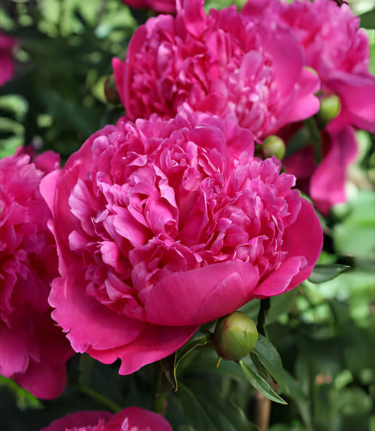BloomingBulb General McMahon peony root division with lush green foliage and vibrant pink blooms in a garden setting.