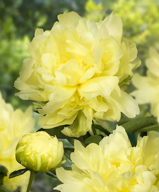 Goldmine Peony root division by BloomingBulb, featuring lush peony blooms and vibrant foliage in a garden setting.