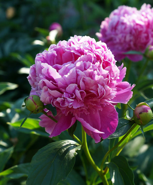 BloomingBulb Mons. Jules Eli peony root division with lush pink blossoms and green foliage, ready for planting.