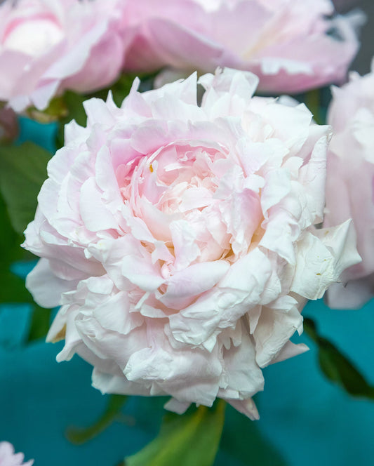 BloomingBulb Myrtle Gentry peony root division showing lush green foliage and healthy roots for planting.