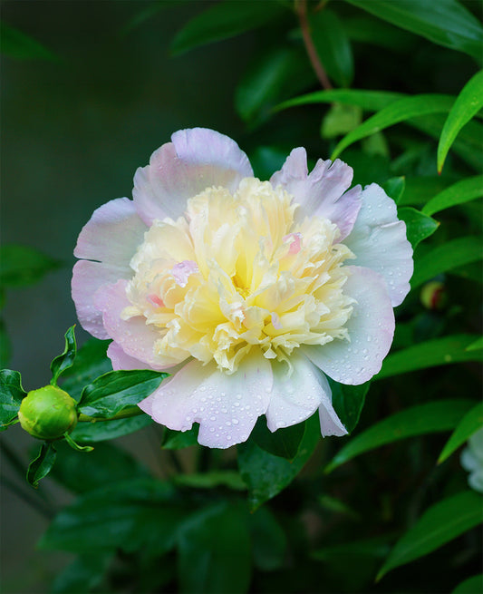 Primavere Peony from BloomingBulb with vibrant pink blossoms, shown as a root division ready for planting.