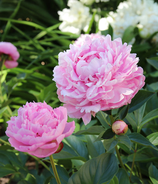 Pink Sarah Bernhardt peony root division from BloomingBulb with lush, full blooms and vibrant green foliage.