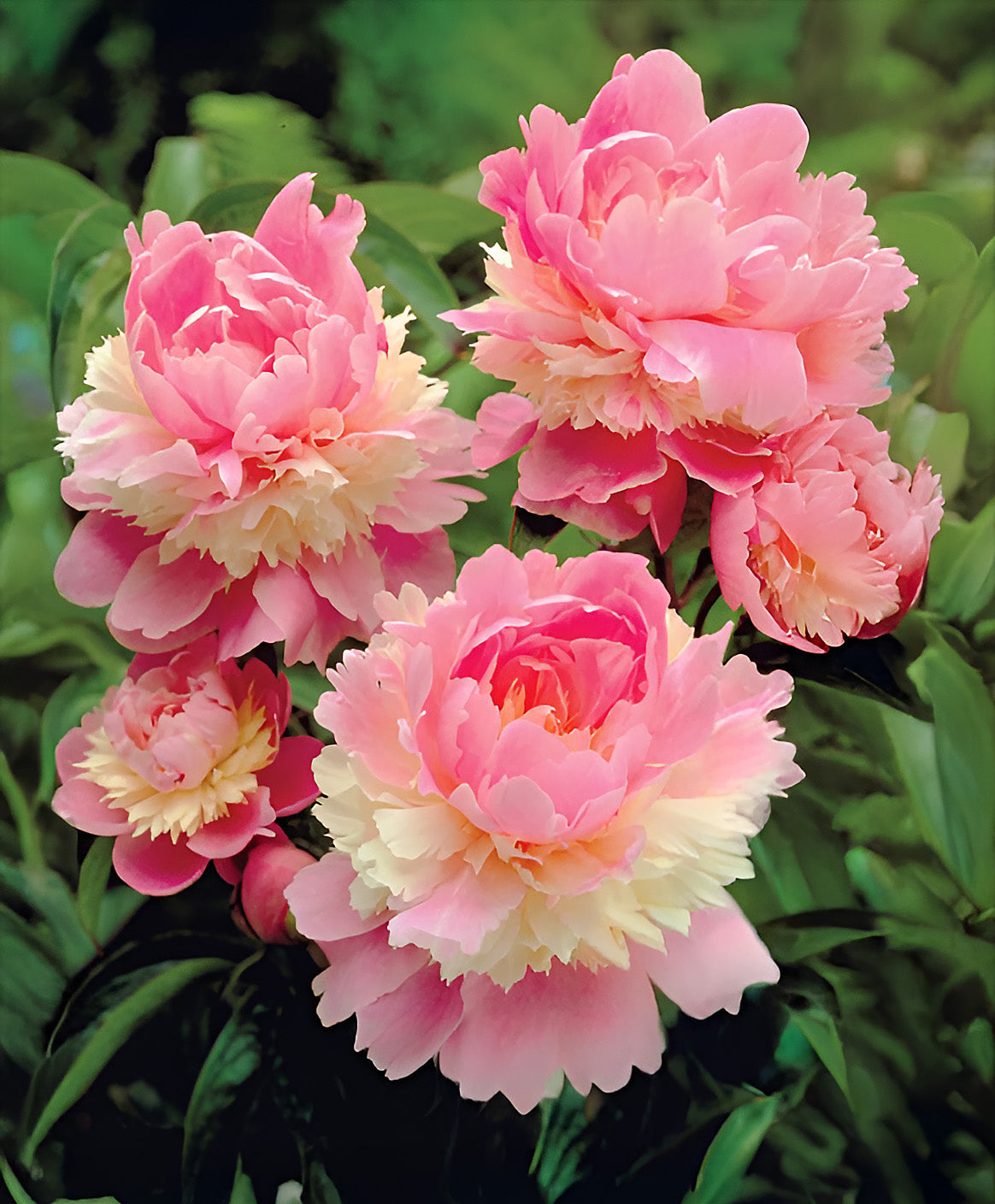 Sorbet Peony - 1 root division