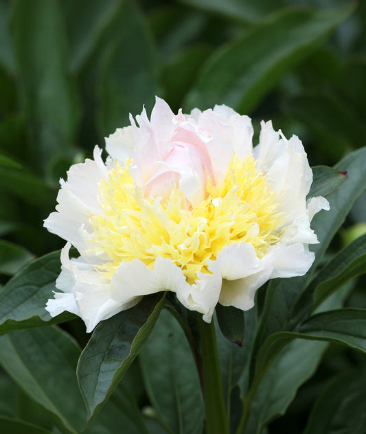 Top Brass Peony root division, vibrant pink blooms and green foliage, bloomingBulb garden flower plant.
