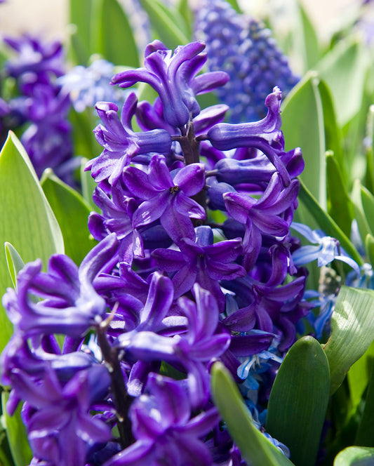 Peter Stuyvesant Hyacinth bulbs by BloomingBulb, showcasing vibrant purple flowers and lush green foliage.