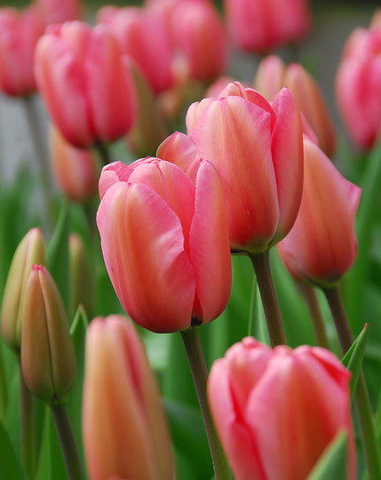 Pink Impression Darwin Hybrid Tulip bulbs from BloomingBulb, showing vibrant pink petals and green foliage.