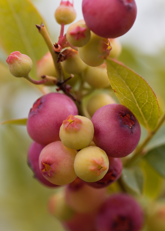 Pink Lemonade blueberry fruiting plant by Sow Exotic with vibrant pink-tinged blueberries and lush green foliage.