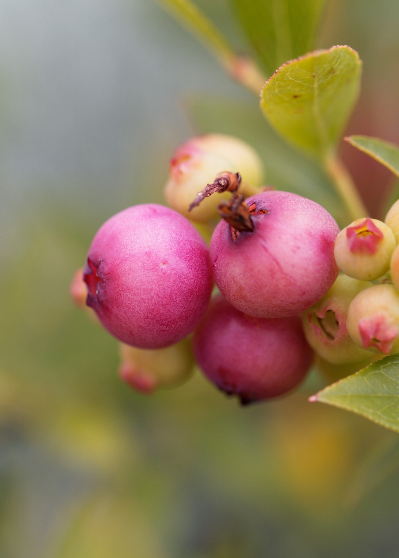 Blueberry 'Pink Lemonade' fruiting plant by Sow Exotic with vibrant pink-tinged berries and lush green foliage.