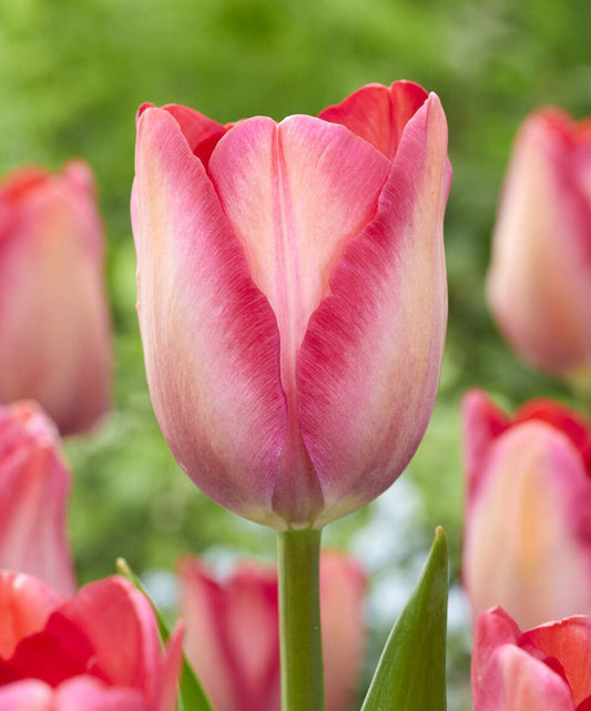 Pink Sound Darwin Hybrid Tulip bulbs from BloomingBulb, showing vibrant pink petals and healthy bulb roots.