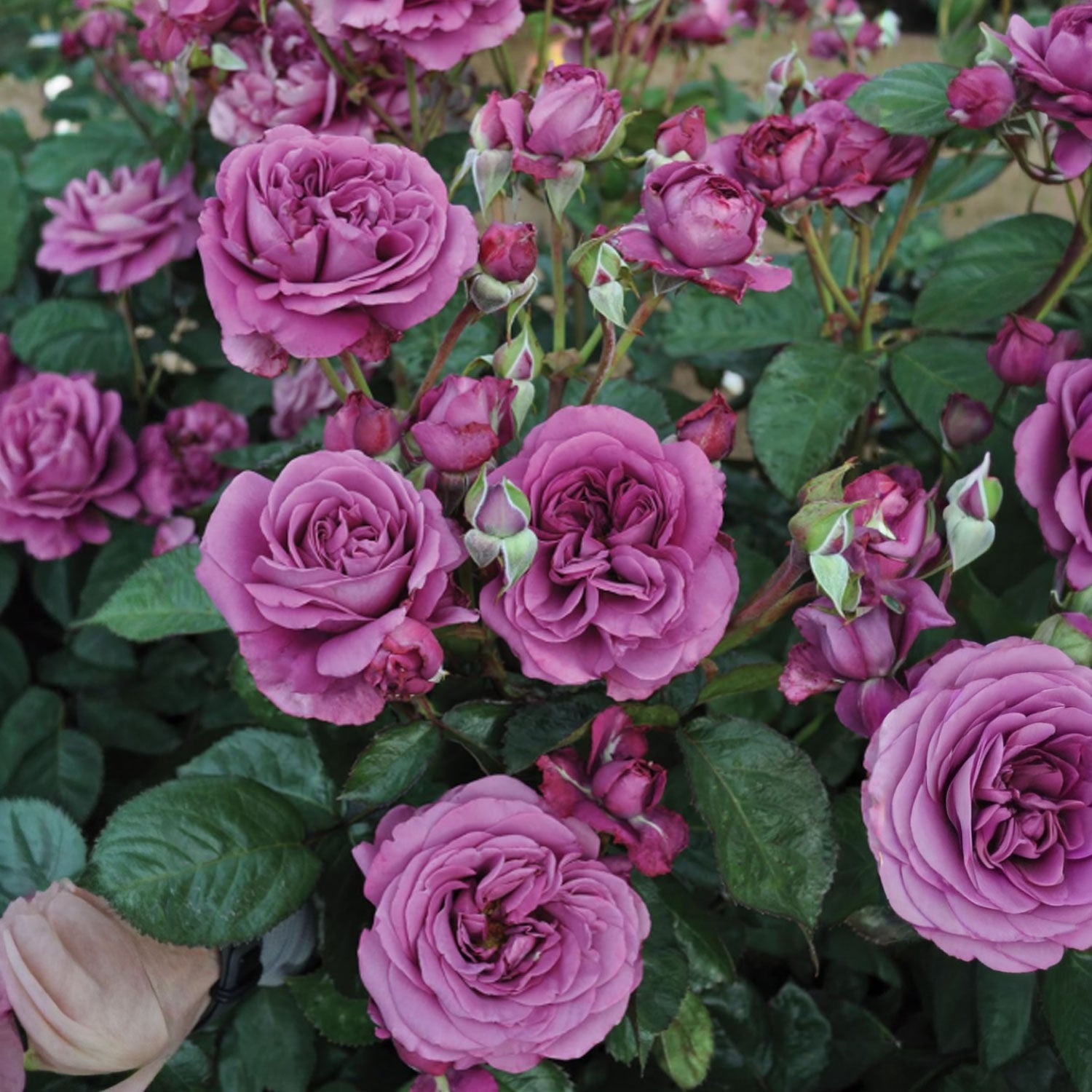Fresh Garden Living Plum Perfect Rose in a 1.5-gallon pot, showcasing vibrant purple blooms and lush green foliage.