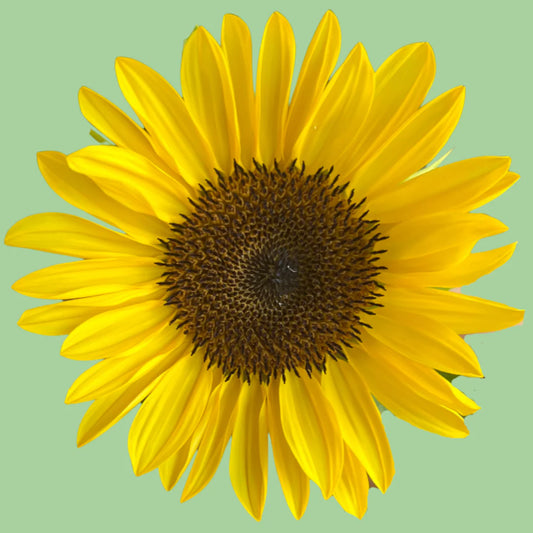 Sunflower ProCut Peach seeds from John's Plant Adventures, showing fresh seed packets with vibrant sunflower images and branding.