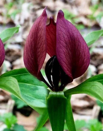 Purple Prairie Trillium wood lily wildflowers with five root divisions, showcasing vibrant purple blooms and lush green foliage.