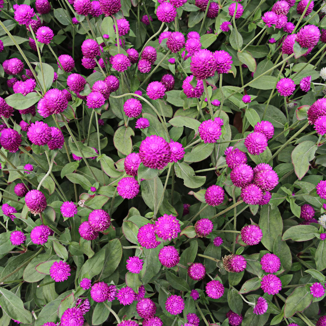 Purple Gomphrena QIS seeds from John's Plant Adventures, showing vibrant purple seed pods on a close-up plant image.