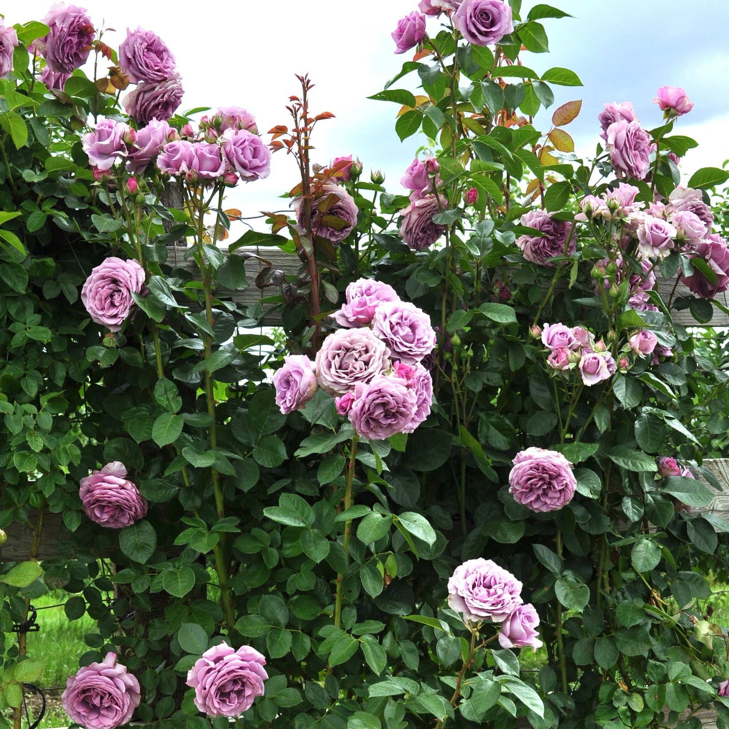 Purple Arborose Quicksilver climbing rose plant in 1.5-gallon pot, showcasing vibrant blooms and lush foliage.