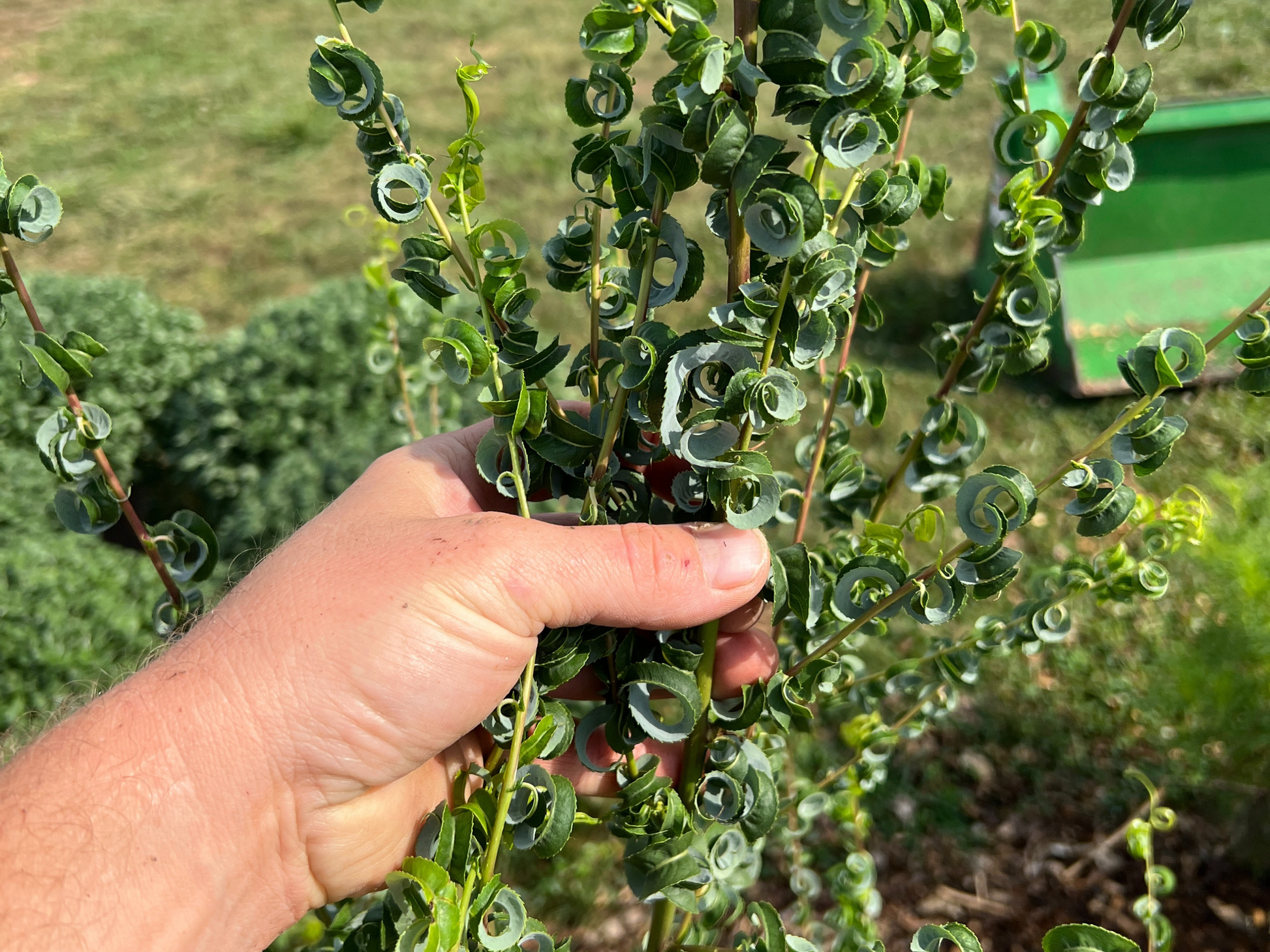 Ram's Horn Willow Salix babylonica 'Crispa' branch with twisted, curled willow leaves, displayed in a natural outdoor setting.